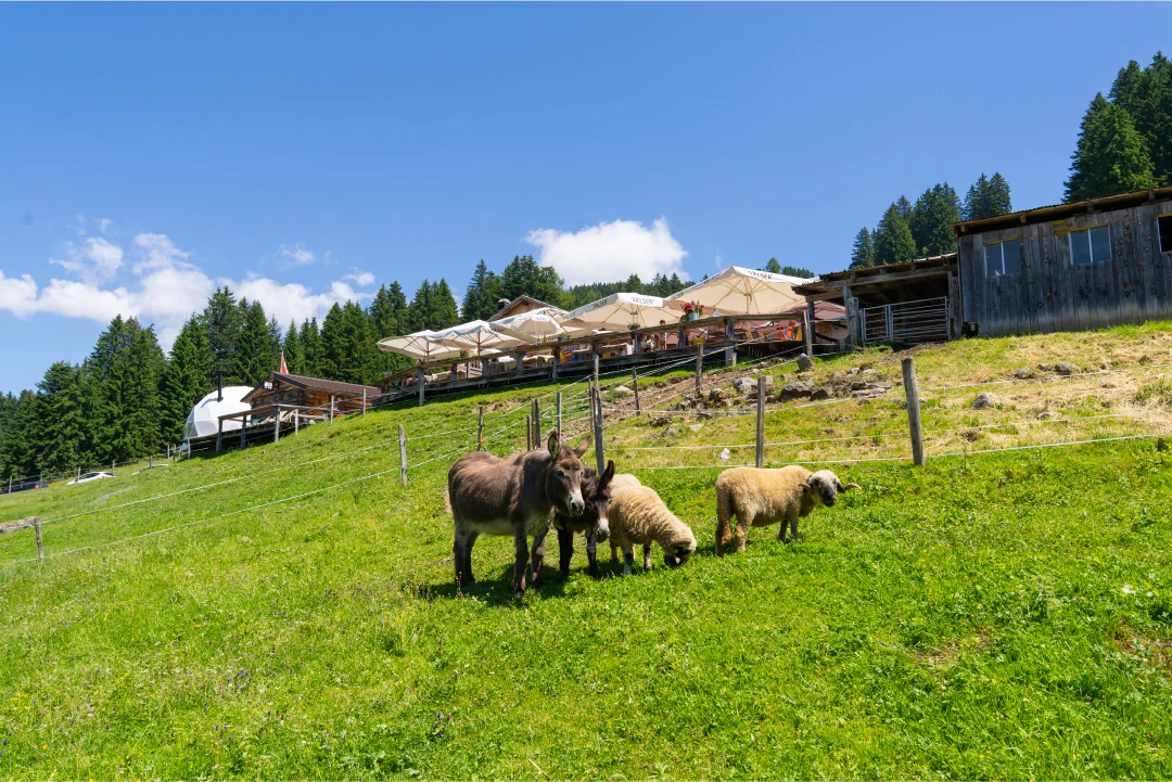 CTA L'etable Eduactional Farm at L'etable